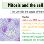 Mitosis and the cell cycle