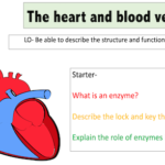 The heart and blood vessels