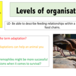Levels of organisation