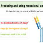 Monoclonal antibodies