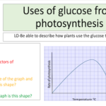 Uses of glucose from photosynthesis