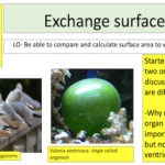 Exchange surfaces