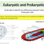 Eukaryotic and Prokaryotic cells