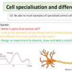 Cell specialisation and differentiation