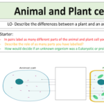 Animal and plant cells