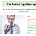 The human digestive system