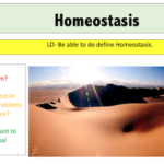 Homeostasis