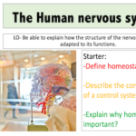 The human nervous system