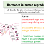 Hormones in human reproduction