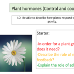 Plant hormones (Control and coordination)
