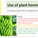 Use of plant hormones