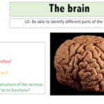 The Brain