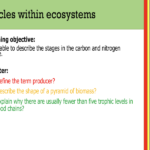 IGCSE Edexcel Biology (9-1) Cycles within ecosystems