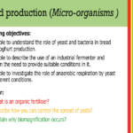IGCSE Edexcel Biology (9-1) Food production (Micro-organisms)