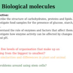 IGCSE Edexcel Biology (9-1) Biological molecules