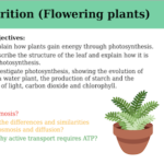 IGCSE Edexcel Biology (9-1) Nutrition (Flowering plants)