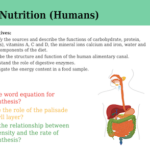 IGCSE Edexcel Biology (9-1) Nutrition (Humans)