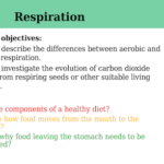 IGCSE Edexcel Biology (9-1) Respiration