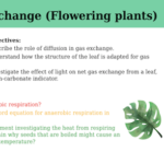 IGCSE Edexcel Biology (9-1) Gas exchange (Flowering plants)