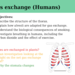IGCSE Edexcel Biology (9-1) Gas exchange (Humans)