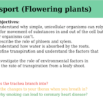 IGCSE Edexcel Biology (9-1) Transport (Flowering plants)