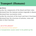 IGCSE Edexcel Biology (9-1) Transport (Humans)