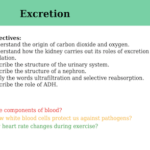 IGCSE Edexcel Biology (9-1) Excretion