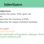 IGCSE Edexcel Biology (9-1) Inheritance