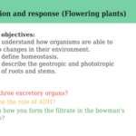 IGCSE Edexcel Biology (9-1) Co-ordination and response (Flowering plants)