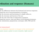 IGCSE Edexcel Biology (9-1) Co-ordination and response (Humans)